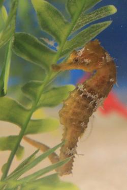 Seahorse